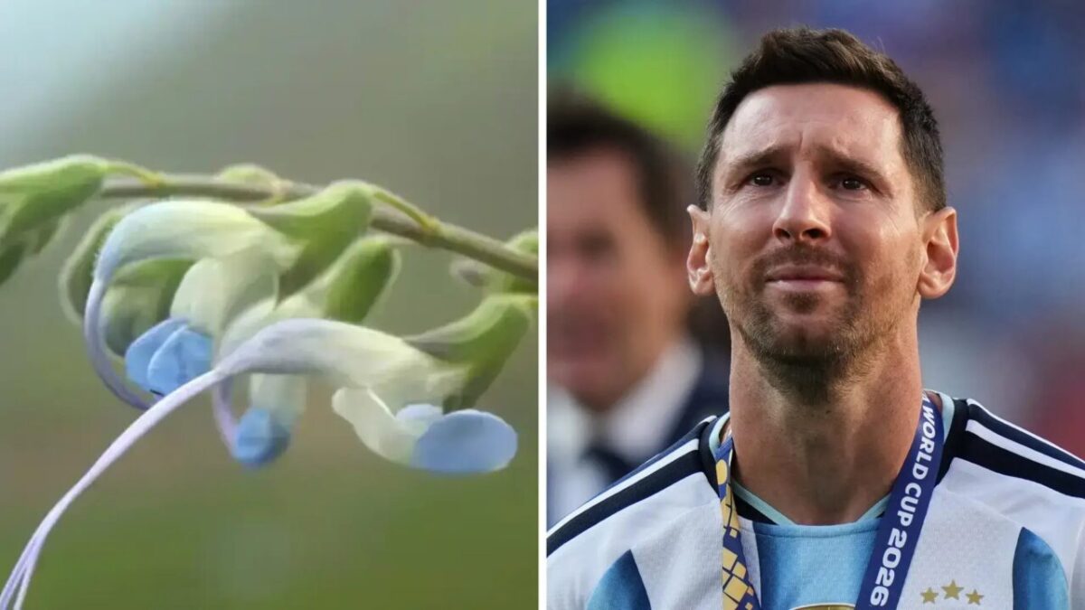 Lionel Messi frymëzon një lloj të rrallë bime që mban emrin e tij