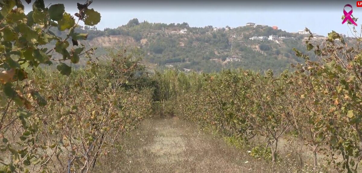 Fermeri rrëfen sfidat e kultivimit të lajthisë: kostot, vështirësitë dhe ndikimi i thatësirës në rendiment