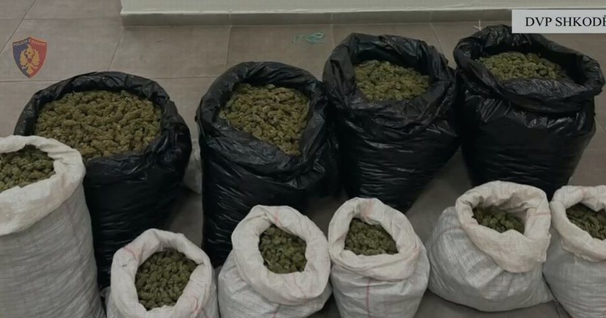 Zbulohen thasë me drogë në pyllin e Komanit, arrestohen 4 persona